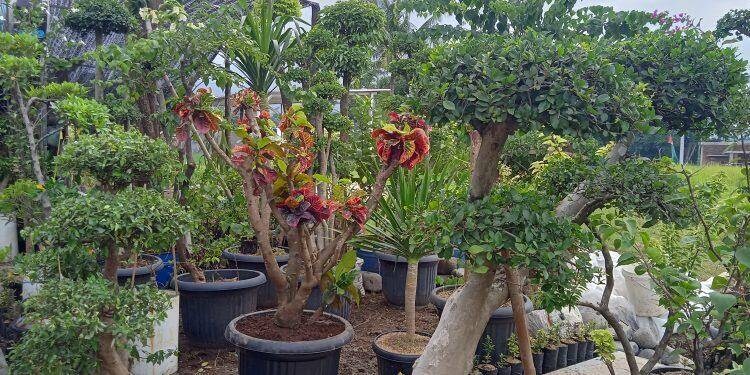 Di Masa Pandemi, Penjualan Tanaman Hias Meningkat