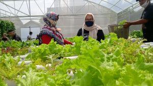 Alumni IPB Asal Cirebon Bangun Agrowisata Hidroponik