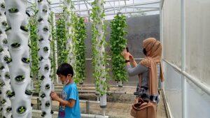 Alumni IPB Asal Cirebon Bangun Agrowisata Hidroponik