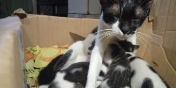 Mengkebiri Hewan Peliharaan Masih Menjadi Bahan Perdebatan