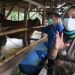Balai Benih Ternak dan Tanaman Pangan Cibogo Bisa Jadi Agrowisata