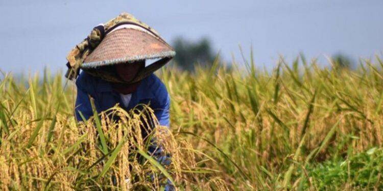 Impor Beras Rugikan Petani Lokal, Tiga Bupati Menolak