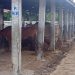Penjagal Tolak Relokasi RPH Battembat