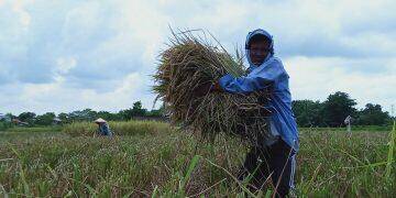 Soal Impor Beras, Petani Sebut Harga Gabah Masih Stabil