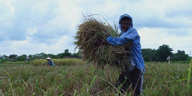 Soal Impor Beras, Petani Sebut Harga Gabah Masih Stabil
