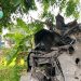Avanza Tabrak Motor dan Sepeda, Dua Orang Tewas