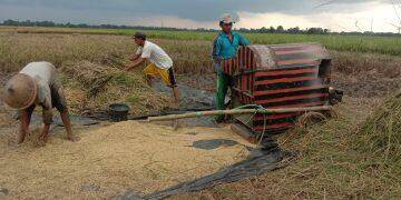 Hindari Rugi, Petani Lakukan Panen Dini