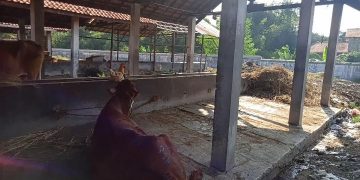 Retribusi Minim, Menyulitkan Pemeliharaan RPH