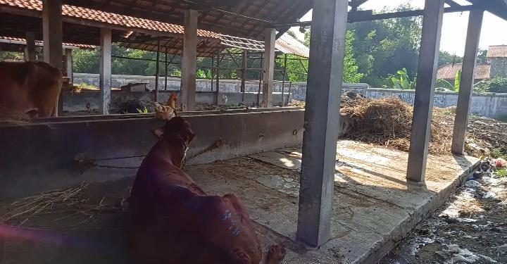 Retribusi Minim, Menyulitkan Pemeliharaan RPH