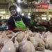 Sempat Melonjak di Awal Ramadan, Harga Kepokmas di Pasar Mulai Stabil