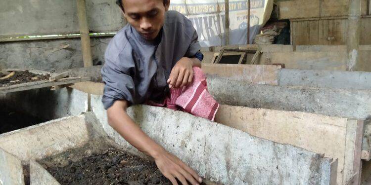 Budidaya Larva Lalat Bisa Meraup Untung