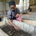 Budidaya Larva Lalat Bisa Meraup Untung