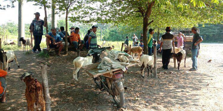 Pasar Domba Majalengka Sepi Pembeli