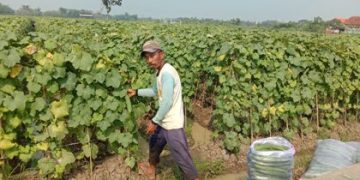 Korban PHK Banting Setir Jadi Petani Palawija Oyong