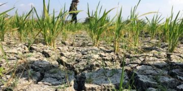 Akhir Juni, BPBD Prediksi Kekeringan Bakal Melanda Kabupaten Cirebon