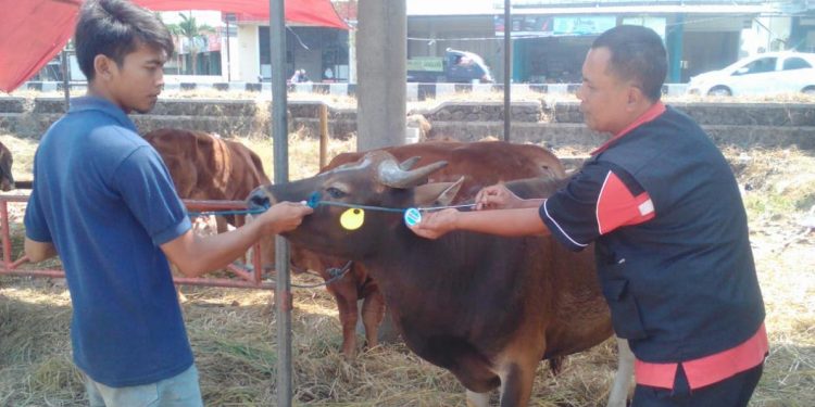 Jelang Kurban, Distan Lakukan Pemeriksaan Kesehatan Hewan