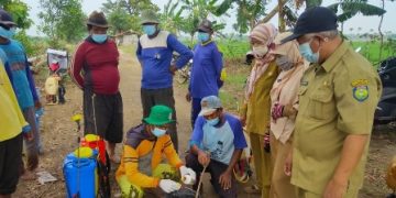 Petani Cikedung Gencarkan Pengendalian Hama Penggerek Batang Padi
