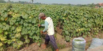 Petani di Majalengka Keluhkan Sulitnya Dapat Pupuk Subsidi
