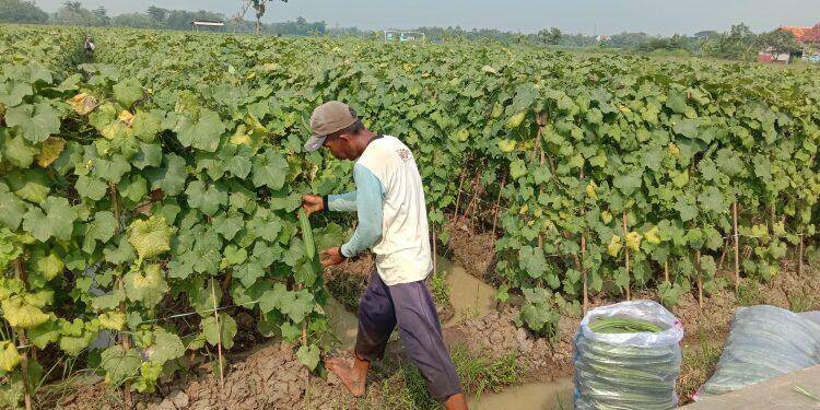 Petani di Majalengka Keluhkan Sulitnya Dapat Pupuk Subsidi