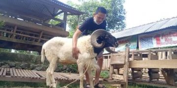 Tak Terpengaruh Pandemi, Kampung Domba Sudah Jual Belasan Ekor
