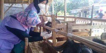Hasil Pengecekan DPPKP, Hewan Kurban di Kota Cirebon Layak Potong