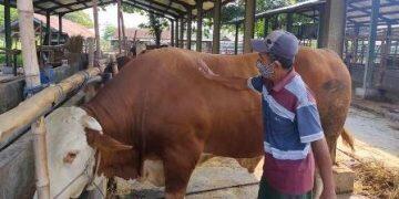 Sapi