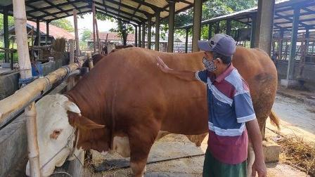Sapi