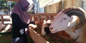 Jelang Idul Adha, Lapak Penjualan Hewan Kurban Sepi Pembeli