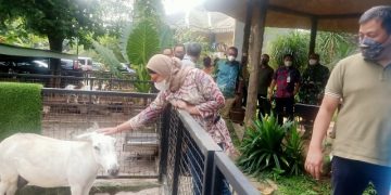 Gandeng Swasta, Indramayu Akan Punya Kebun Binatang