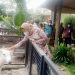 Gandeng Swasta, Indramayu Akan Punya Kebun Binatang