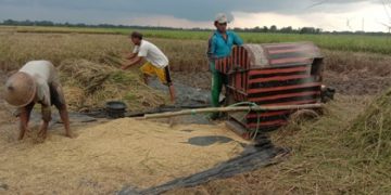 Ketersediaan Gabah Tahun Ini Alami Surplus