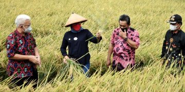 Musim Panen Raya Harga Beras di Indramayu Turun
