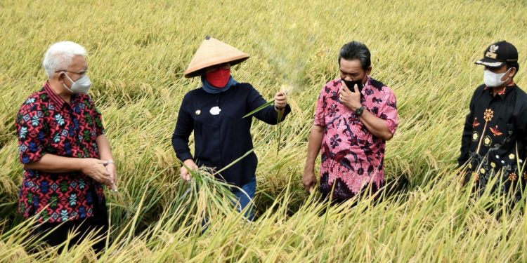Musim Panen Raya Harga Beras di Indramayu Turun