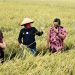 Musim Panen Raya Harga Beras di Indramayu Turun
