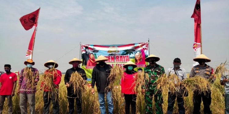 Jadi Varietas Unggul Lokal, Padi MSP Bisa Panen 11,9 Ton/Hektar