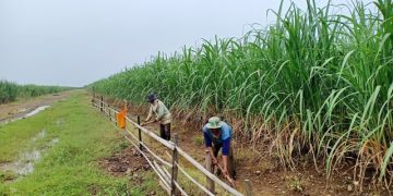 Lebih Menguntungkan, Petani Padi Desa Kerticala Beralih Menanam Tebu