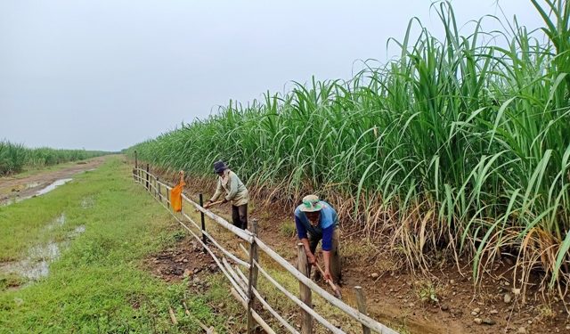 Lebih Menguntungkan, Petani Padi Desa Kerticala Beralih Menanam Tebu