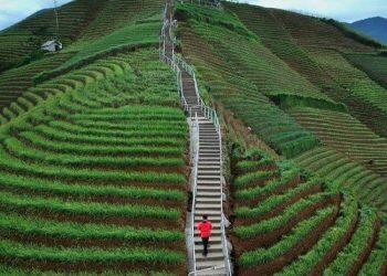 Wisata Terasering Panyaweuyan Ramai Pengunjung