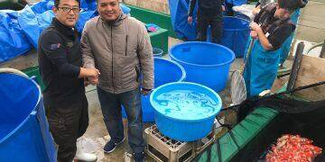 Pria Asal Cirebon Ini Sukses menjadi Importir Ikan Koi