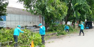 Seluruh Pohon Peneduh di Kota Cirebon Rawan Tumbang
