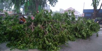 Pohon Tumbang Timpa Pemotor di Jalan Cipto