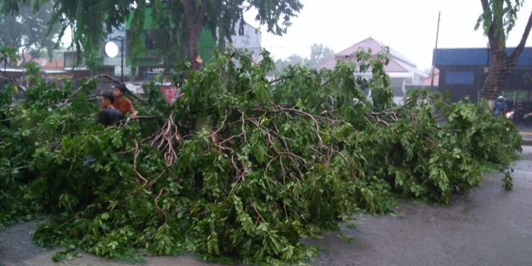 Pohon Tumbang Timpa Pemotor di Jalan Cipto
