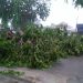 Pohon Tumbang Timpa Pemotor di Jalan Cipto