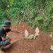 Bocah 7 Tahun Korban Kecelakaan Maut di Ciamis Dimakamkan Samping Makam Sang Nenek