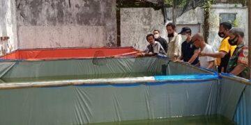 Pulihkan Ekonomi Saat Pandemi, Warga Kesenden Budidaya Ikan Lele
