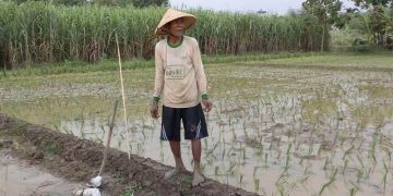 Petani Desa Cikulak Kidul Minta Distribusi Pupuk Bisa Lewat BUMDes