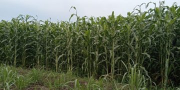 Panen Sorgum Jauh dari Harapan