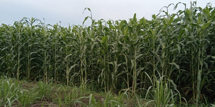 Panen Sorgum Jauh dari Harapan