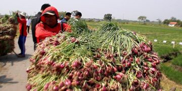 Kabupaten Majalengka Pasok Bawang Merah ke Brebes