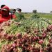 Kabupaten Majalengka Pasok Bawang Merah ke Brebes